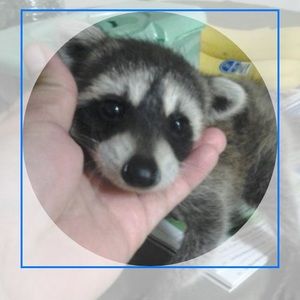 Meet your Posher, Rodriguez